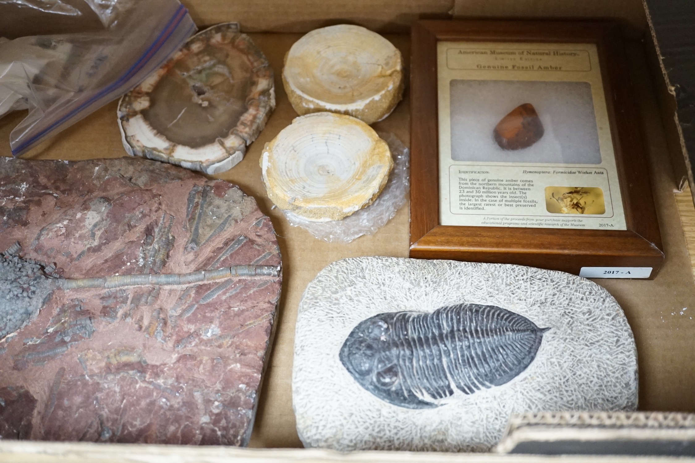 A collection of assorted fossils, minerals and amber